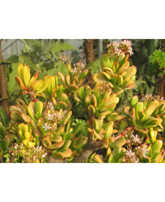 Kuentz-cactus  - Crassula ovata 'Red Horn Tree' - H 30-35 cm