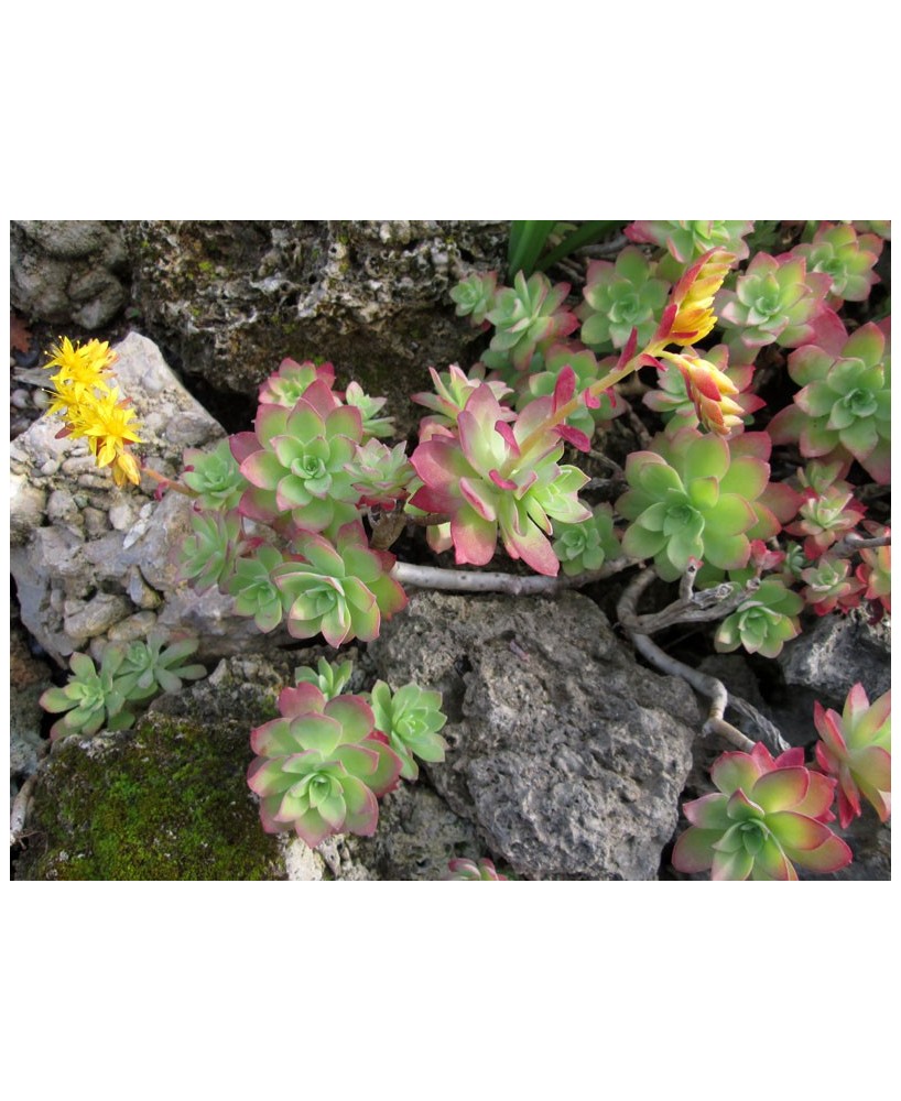Kuentz-cactus  - Sedum palmeri - Pot 10 cm