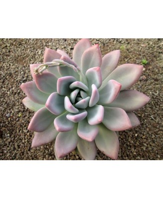 Kuentz-cactus  - Graptoveria 'Opalina' - Pot  6 cm