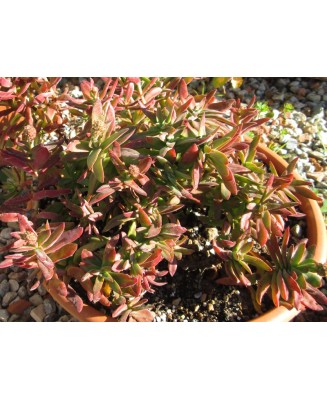 Kuentz-cactus  - Crassula pubescens ssp. rattrayi - Pot  6 cm