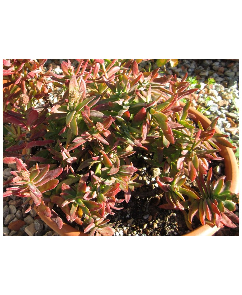 Kuentz-cactus  - Crassula pubescens ssp. rattrayi - Pot  6 cm