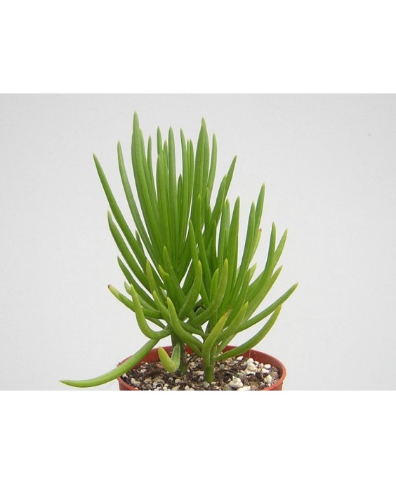 Kuentz-cactus  - Senecio barbertonicus - Pot 10 cm