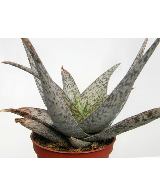 Kuentz-cactus  - Aloe rauhii 'Snowflake' - Pot 10 cm