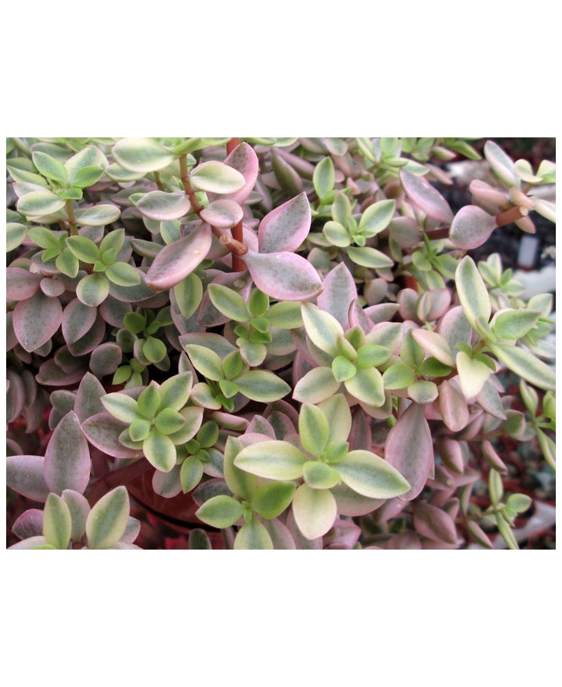 Kuentz-cactus  - Crassula volkensii fma. variegata - Pot  5 cm