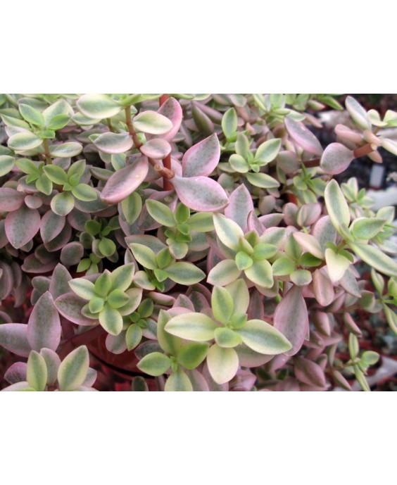 Kuentz-cactus  - Crassula volkensii fma. variegata - Pot  5 cm