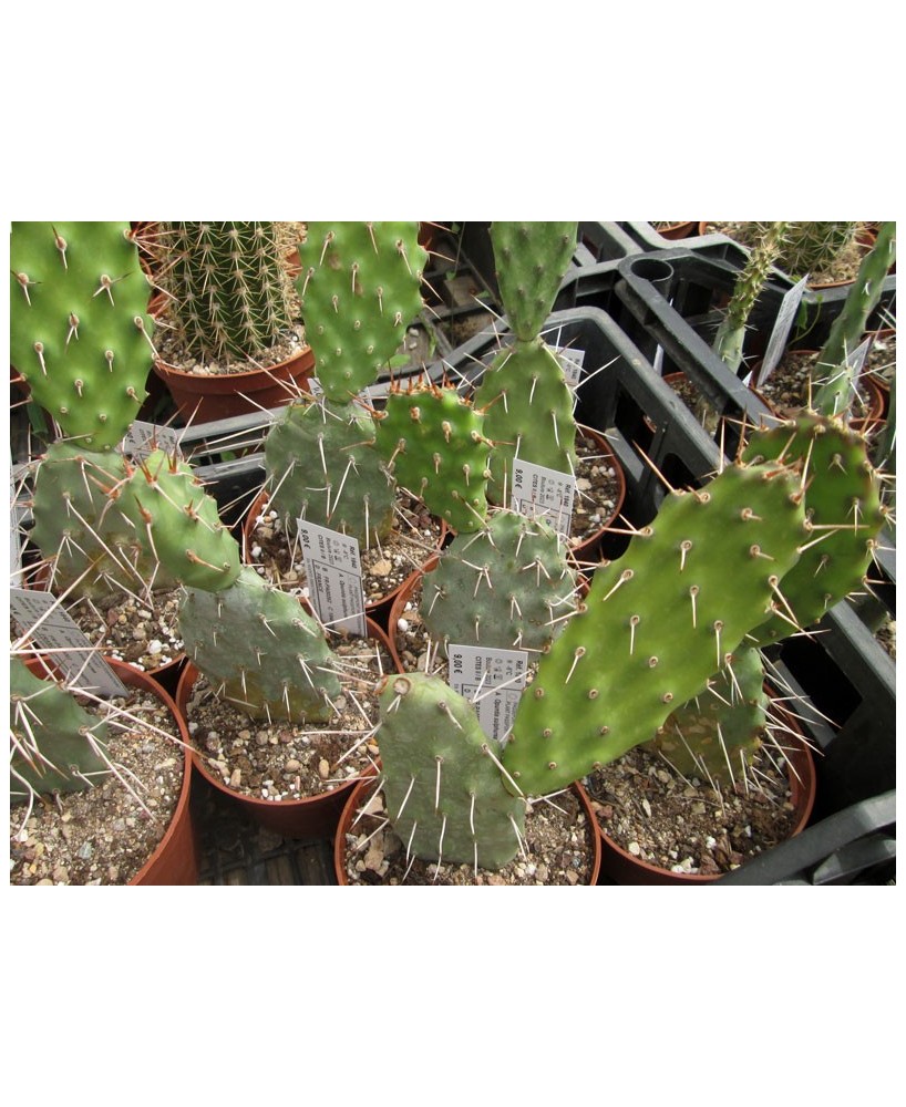Kuentz-cactus  - Opuntia sulphurea - Pot 10 cm
