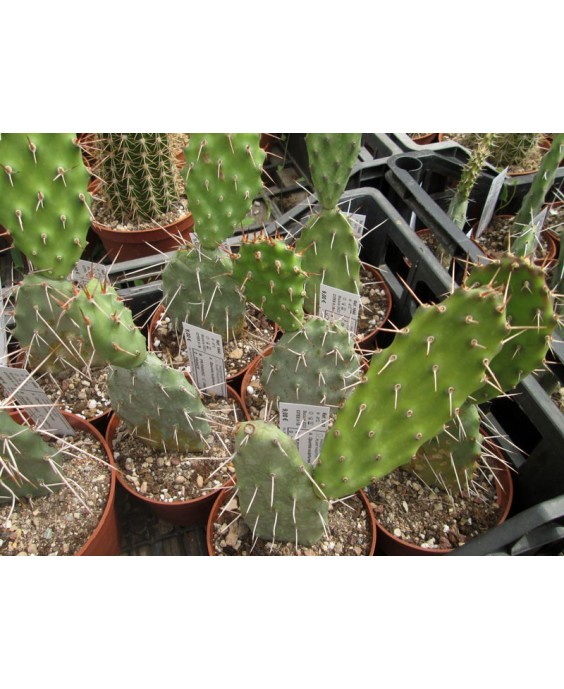 Kuentz-cactus  - Opuntia sulphurea - Pot 10 cm