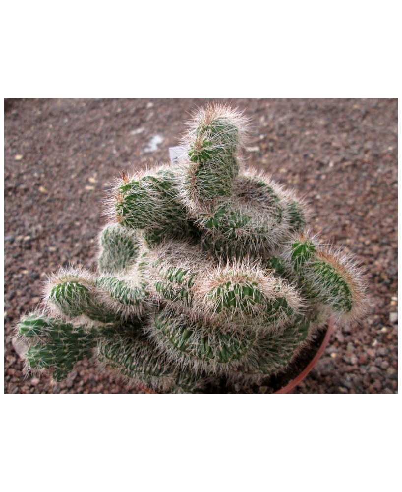 Kuentz-cactus  - Pachycereus hollianus fma. cristata - Pot  8 cm