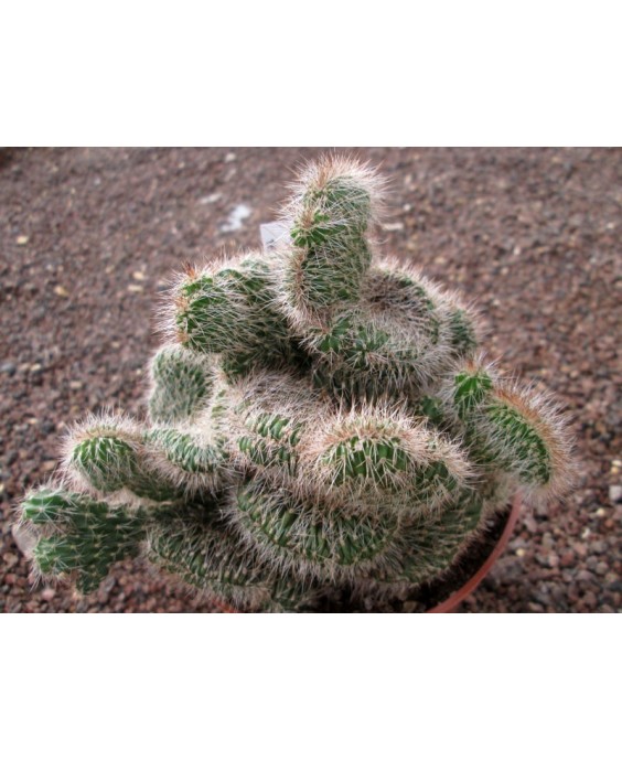 Kuentz-cactus  - Pachycereus hollianus fma. cristata - Pot  8 cm