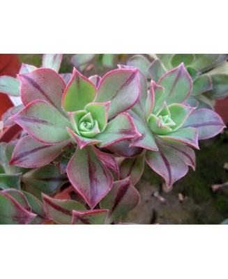 Kuentz-cactus  - Aeonium leucoblepharum (forme du Yemen) - Pot  6 cm