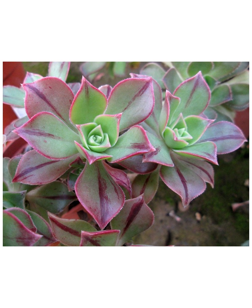 Kuentz-cactus  - Aeonium leucoblepharum (forme du Yemen) - Pot  6 cm