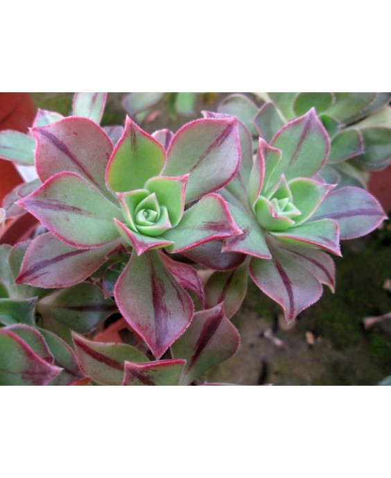 Kuentz-cactus  - Aeonium leucoblepharum (forme du Yemen) - Pot  6 cm
