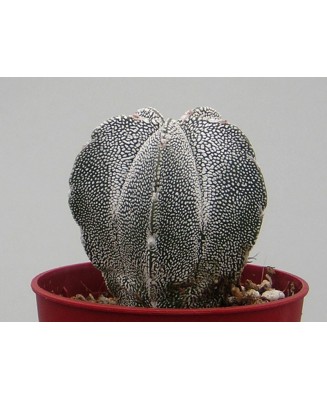 Kuentz-cactus  - Astrophytum myriostigma  'Onzuka' - Pot  8 cm