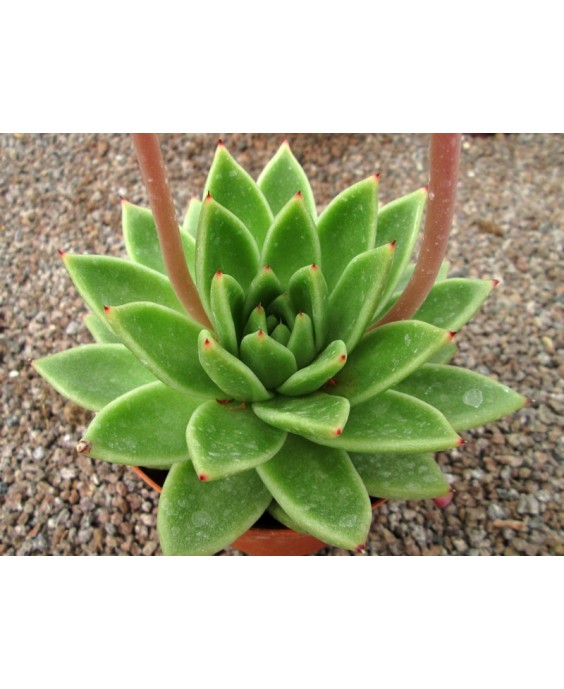 Kuentz-cactus  - Echeveria 'Lucas' (''Miranda'') - Pot  8 cm