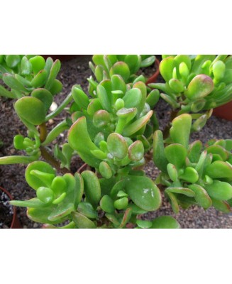 Kuentz-cactus  - Crassula ovata 'Horrum' - Pot  6 cm