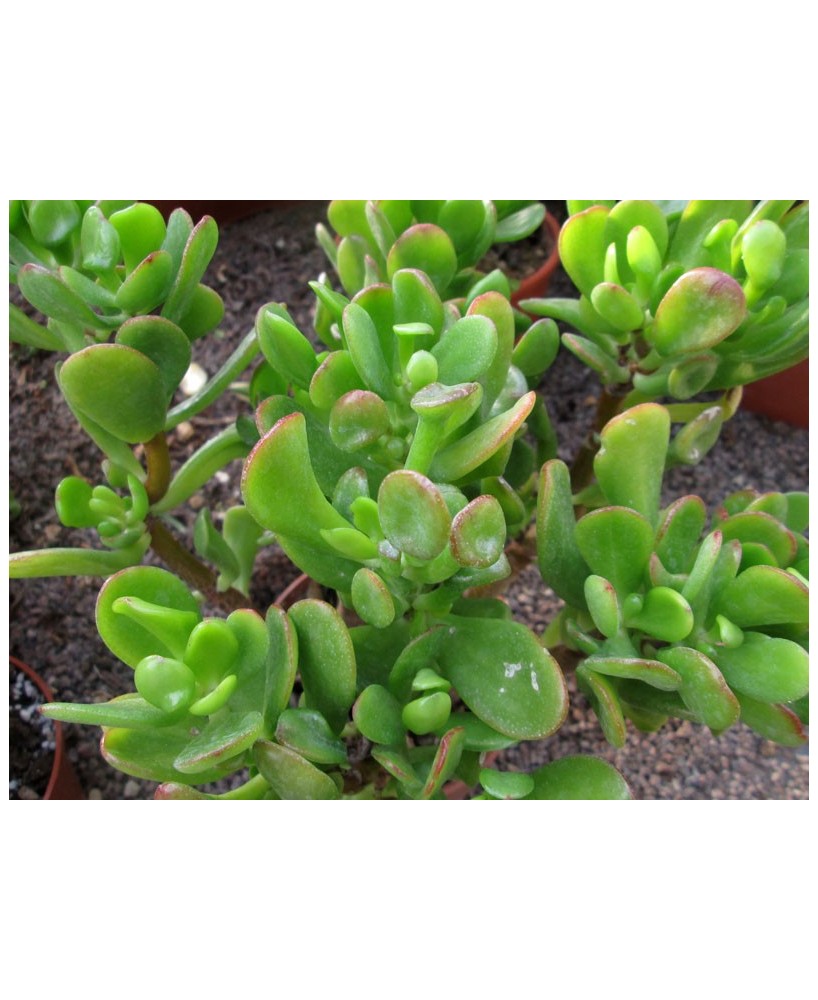 Kuentz-cactus  - Crassula ovata 'Horrum' - Pot  6 cm