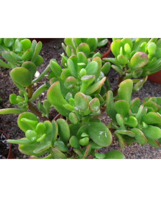 Kuentz-cactus  - Crassula ovata 'Horrum' - Pot  6 cm