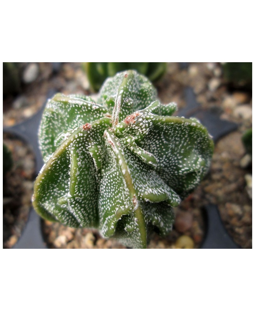Kuentz-cactus  - Astrophytum myriostigma  'Fukuryû' - Pot  6 cm