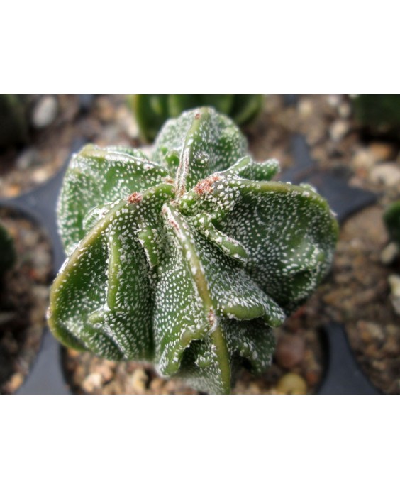 Kuentz-cactus  - Astrophytum myriostigma  'Fukuryû' - Pot  6 cm