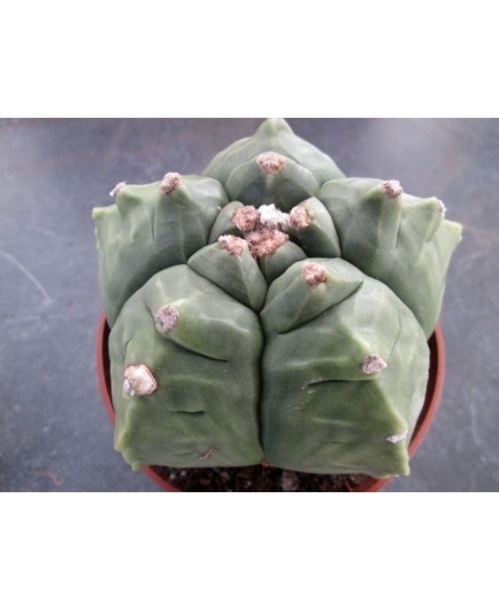 Kuentz-cactus  - Astrophytum myriostigma var. nudum  'Kikko' - Pot  5 cm