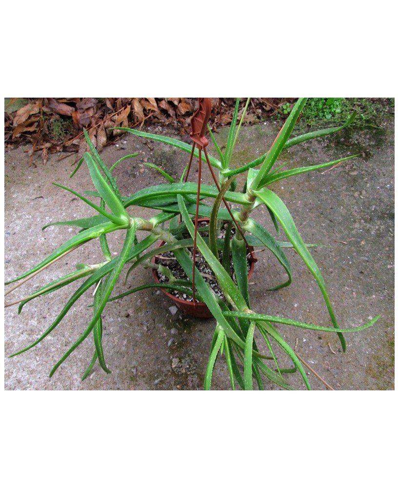 Kuentz-cactus  - Aloe pendens - Pot 14 cm
