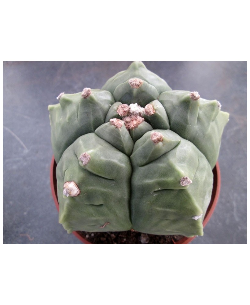 Kuentz-cactus  - Astrophytum myriostigma var. nudum  'Kikko' - Pot  8 cm
