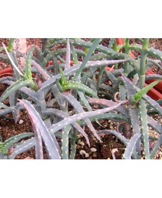 Kuentz-cactus  - Aloe antandroi (forme bleue) - Pot 10 cm