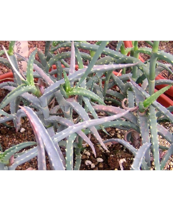 Kuentz-cactus  - Aloe antandroi (forme bleue) - Pot 10 cm