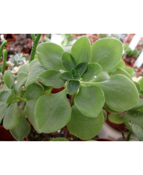 Kuentz-cactus  - Aeonium goochiae - Pot 10 cm