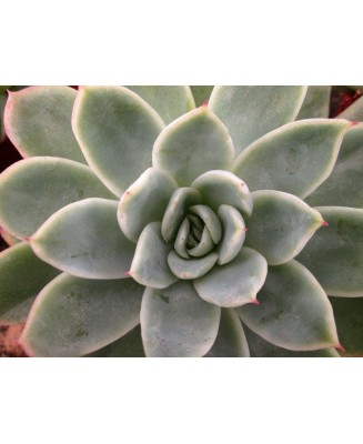 Kuentz-cactus  - Echeveria x gilva 'Blue Surprise' - Pot  6 cm
