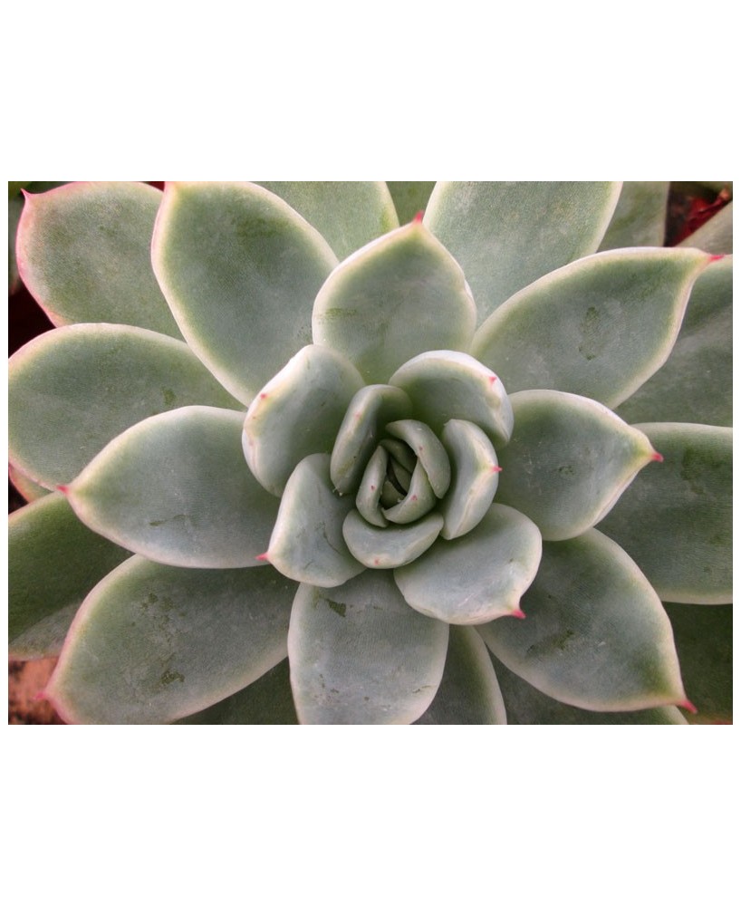 Kuentz-cactus  - Echeveria x gilva 'Blue Surprise' - Pot  6 cm