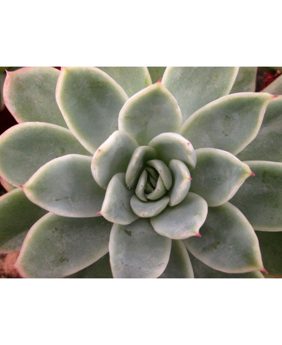 Kuentz-cactus  - Echeveria x gilva 'Blue Surprise' - Pot  6 cm