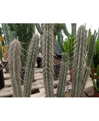 Kuentz-cactus  - Pachycereus hollianus (Lemaireocereus) - Pot  6 cm