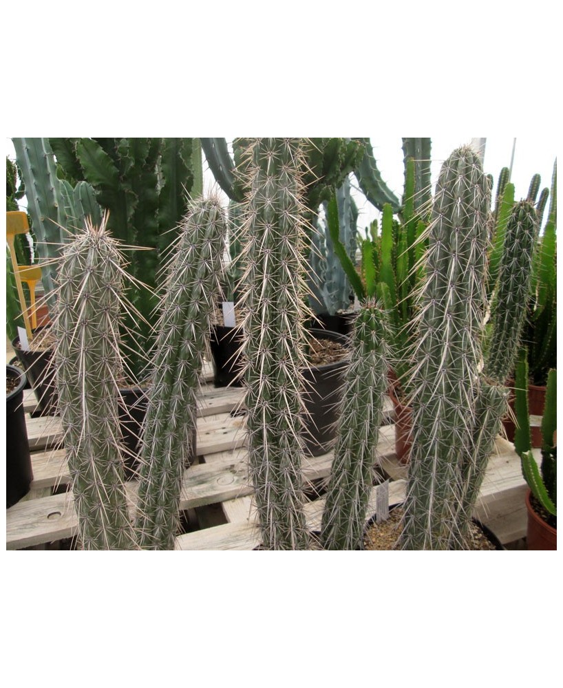 Kuentz-cactus  - Pachycereus hollianus (Lemaireocereus) - Pot  6 cm