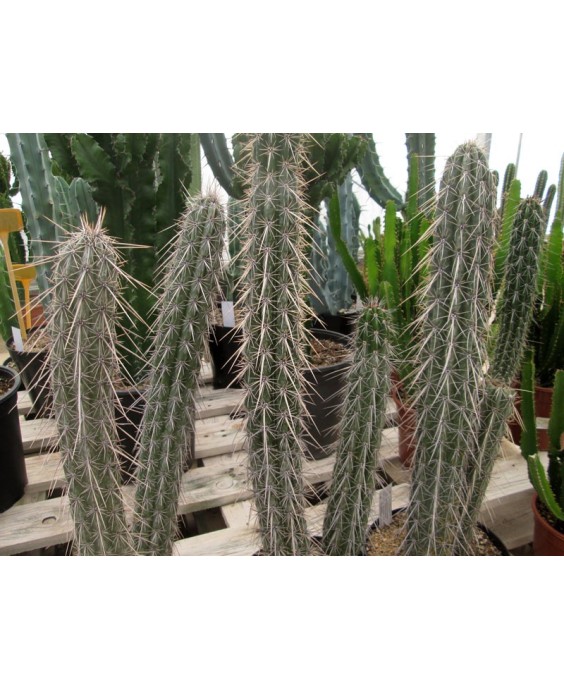 Kuentz-cactus  - Pachycereus hollianus (Lemaireocereus) - Pot  6 cm