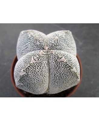 Kuentz-cactus  - Astrophytum myriostigma  'Onzuka' fma. quadricostata - Pot  5 cm