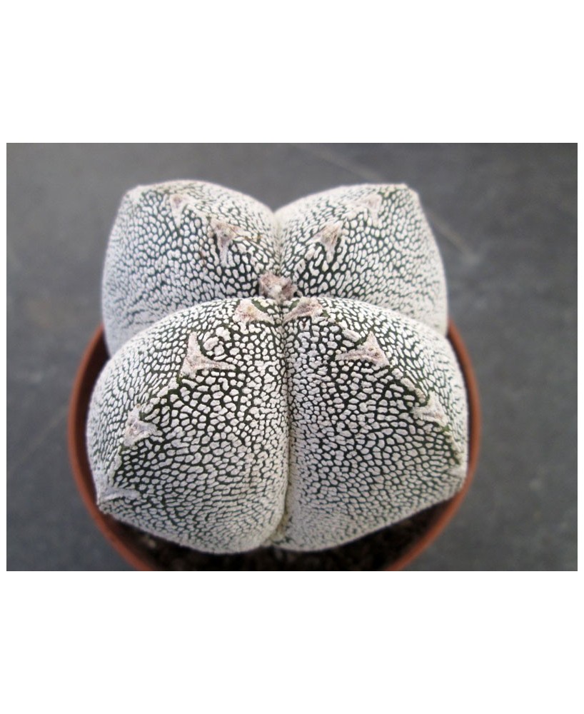Kuentz-cactus  - Astrophytum myriostigma  'Onzuka' fma. quadricostata - Pot  5 cm
