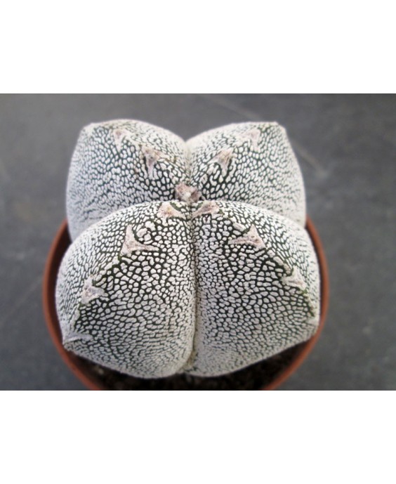 Kuentz-cactus  - Astrophytum myriostigma  'Onzuka' fma. quadricostata - Pot  6 cm