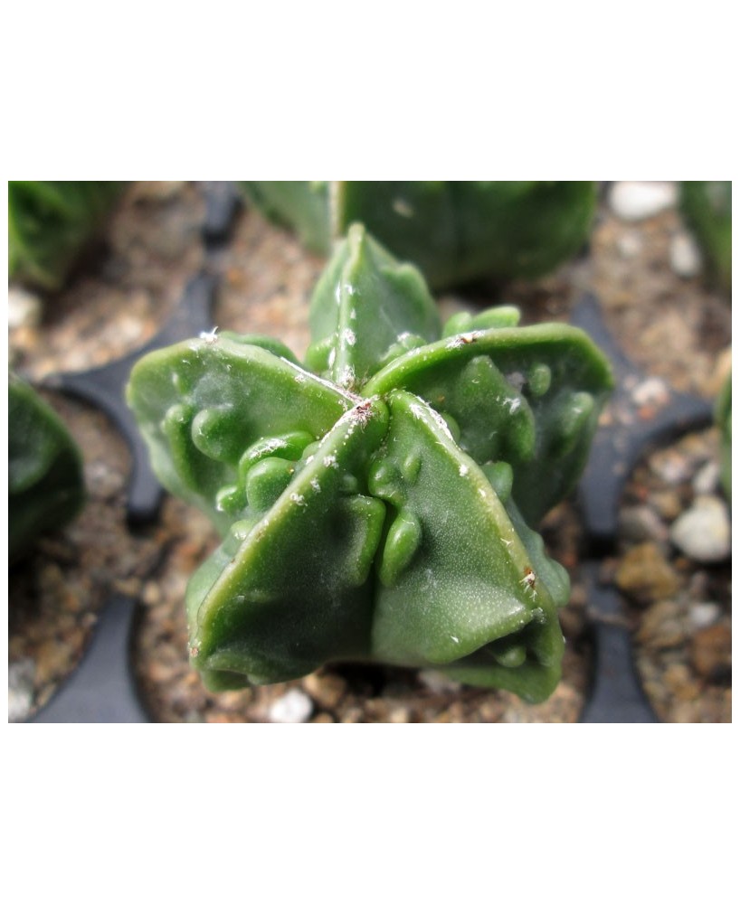 Kuentz-cactus  - Astrophytum myriostigma var. nudum  'Fukuryû' - Pot 10 cm