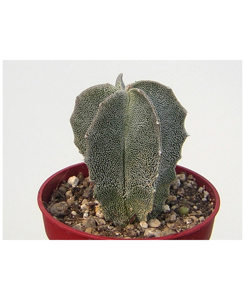 Kuentz-cactus  - Astrophytum myriostigma var. tulense - Pot 12 cm