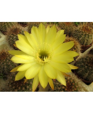 Kuentz-cactus  - Echinopsis schickendantzii x formosa F1 - Pot 14 cm