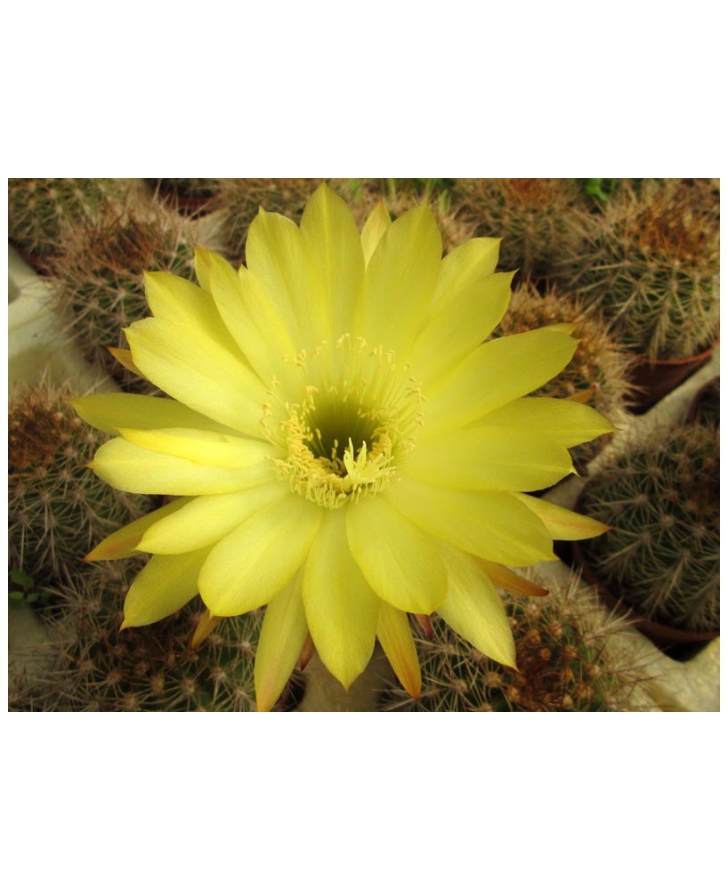Kuentz-cactus  - Echinopsis schickendantzii x formosa F1 - Pot 14 cm