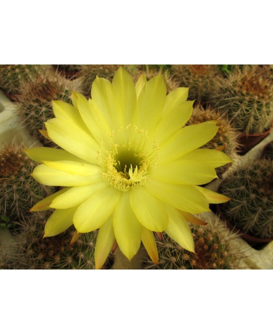 Kuentz-cactus  - Echinopsis schickendantzii x formosa F1 - Pot 14 cm