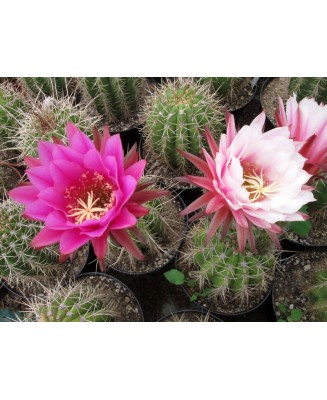 Kuentz-cactus  - Echinopsis terscheckii X (E. thelegona hybride) - Pot 12 cm