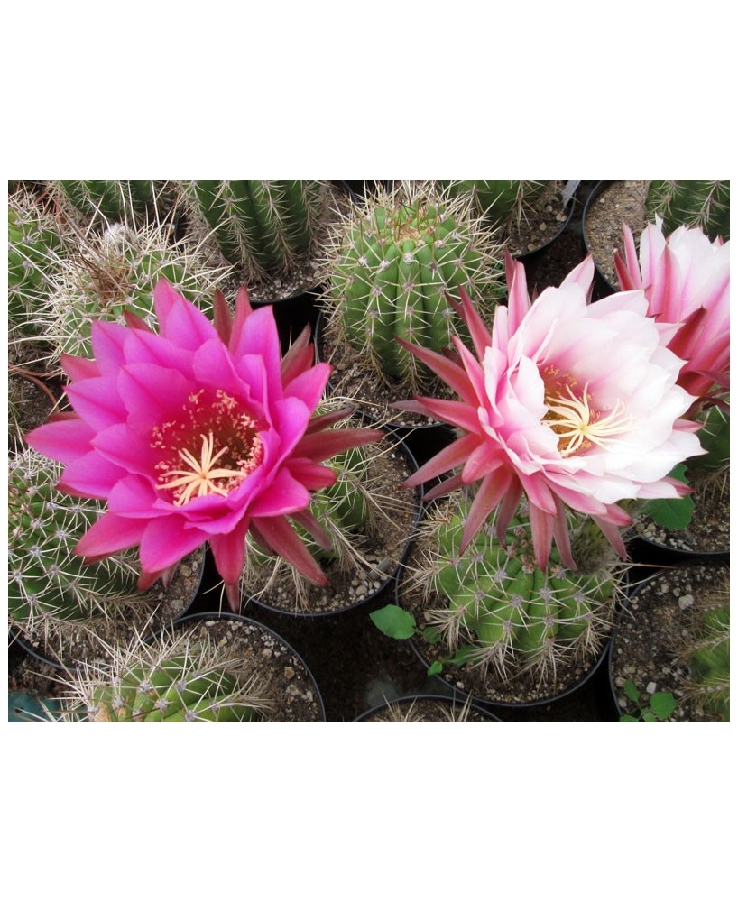 Kuentz-cactus  - Echinopsis terscheckii X (E. thelegona hybride) - Pot 14 cm