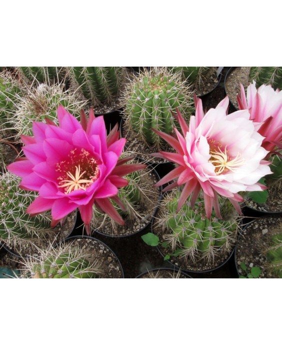 Kuentz-cactus  - Echinopsis terscheckii X (E. thelegona hybride) - Pot 14 cm