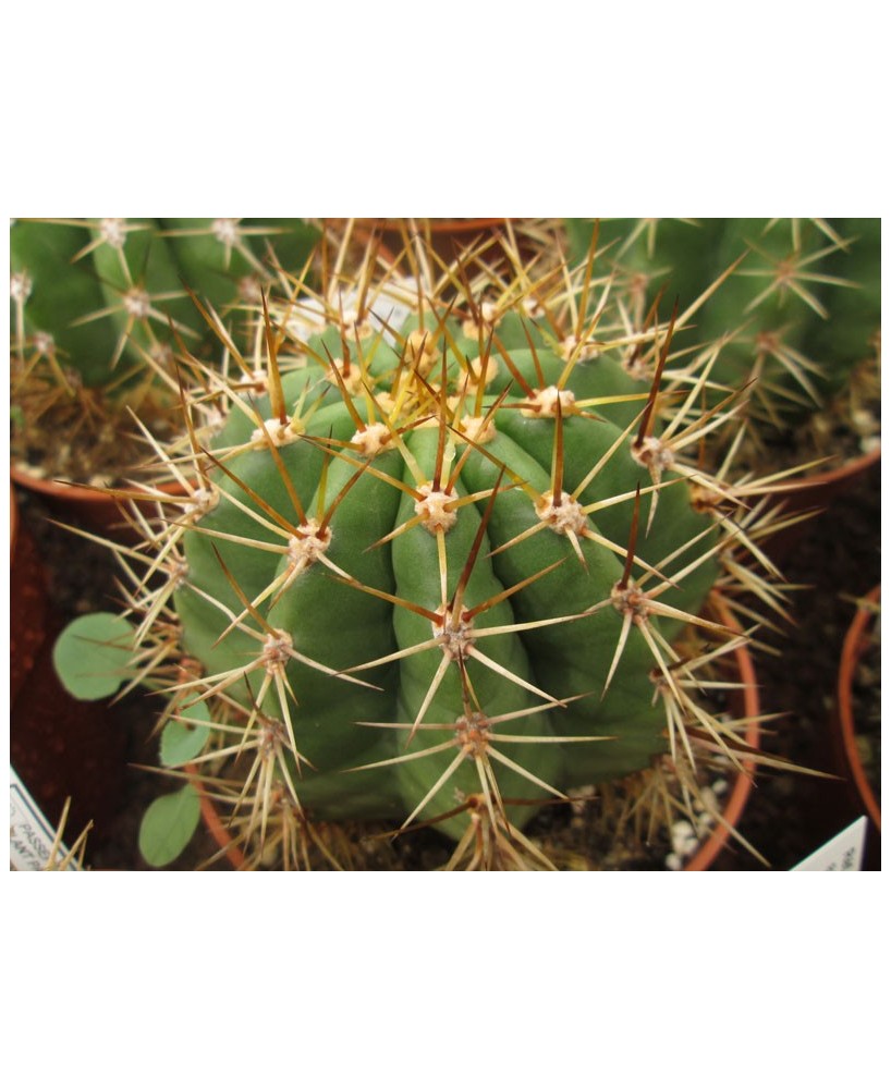 Kuentz-cactus  - Echinopsis terscheckii X (smrziana x huascha) - Pot 10 cm