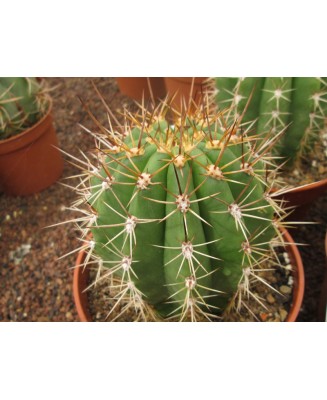 Kuentz-cactus  - Echinopsis terscheckii X  Echinopsis hybride - Pot 12 cm