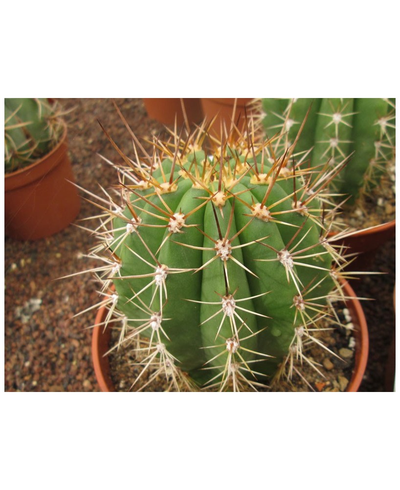 Kuentz-cactus  - Echinopsis terscheckii X  Echinopsis hybride - Pot 12 cm