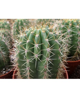 Kuentz-cactus  - Echinopsis terscheckii X 'BVW' - Pot 10 cm